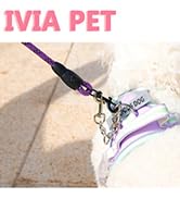 for dog