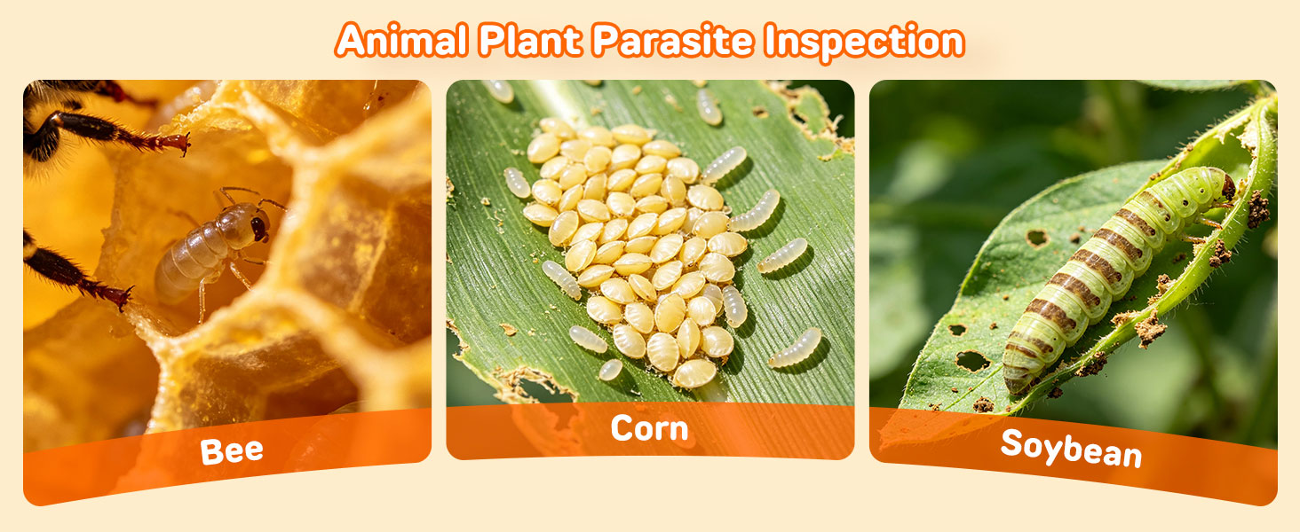 Animal Plant Parasite Inspection