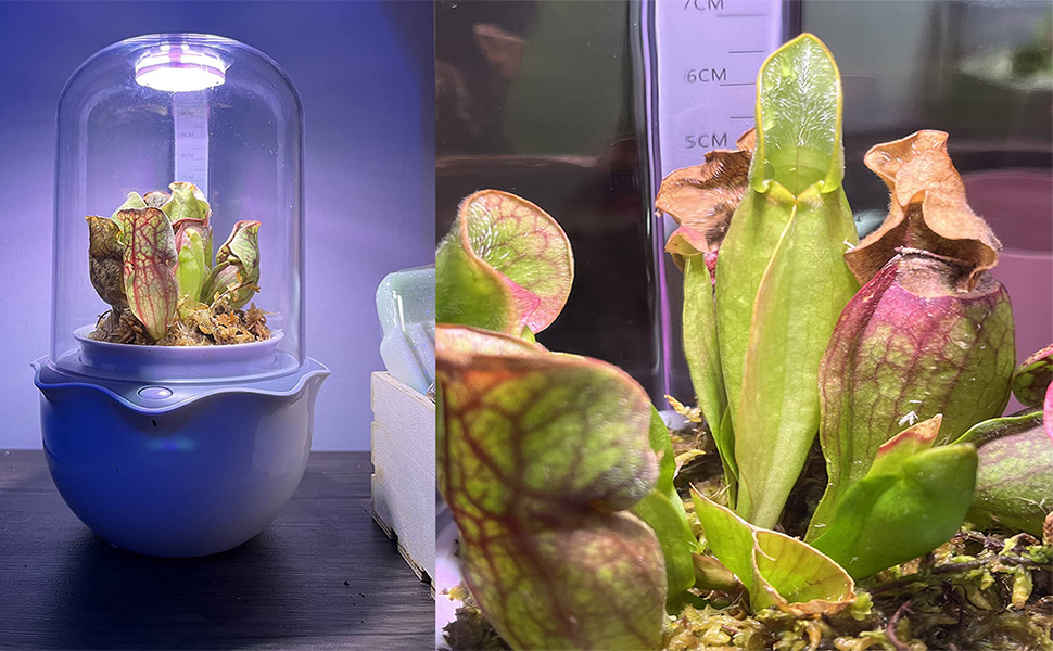 Venus Fly Trap nest