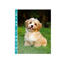 binder sheet protectors clear page protectors for 3 ring binder plastic sleeves for binders