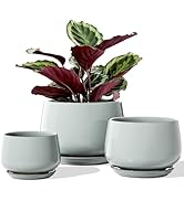 LE TAUCI Plant Pots for Indoor Plants, 4.1+5.1+6.5 inch, Set of 3, Ceramic Planters with Drainage...