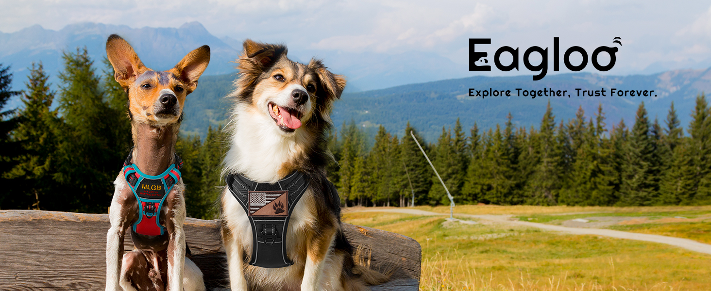 dog harness