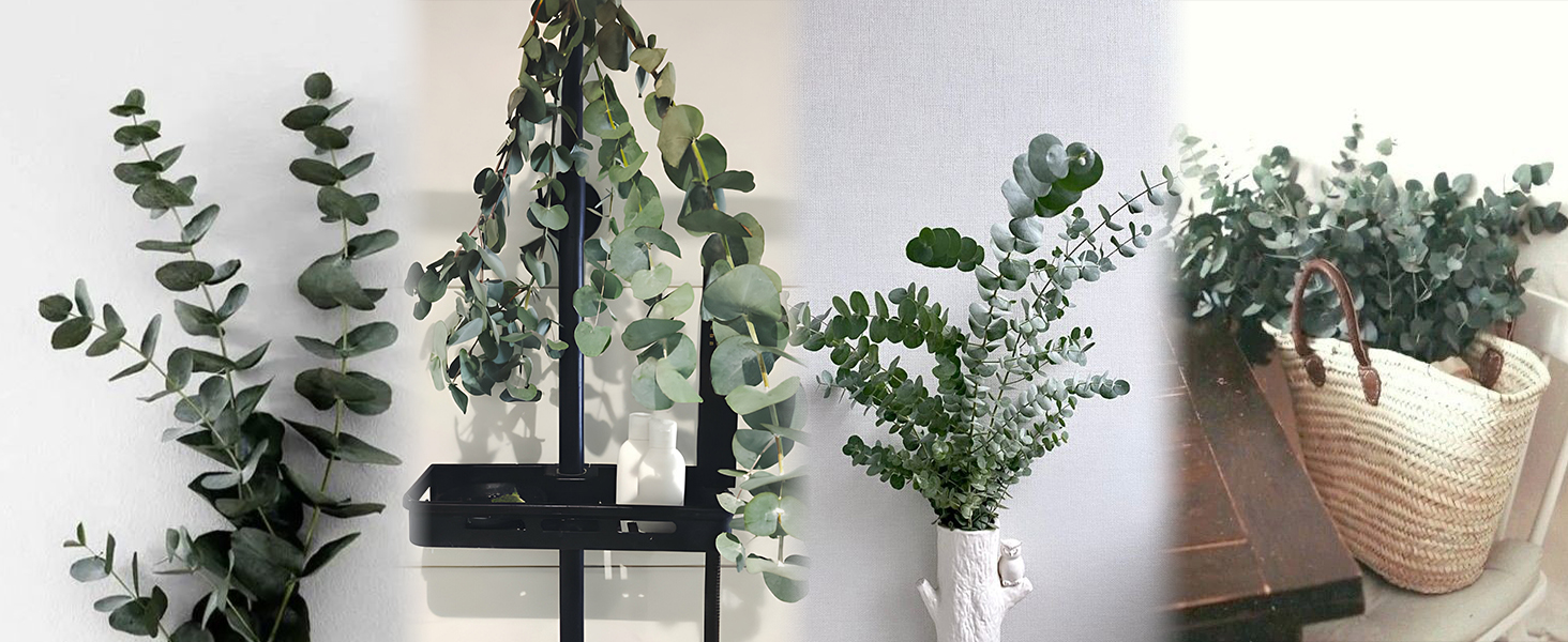 eucalyptus