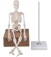 Ultrassist Mini Human Skeleton Model, 17” Portable Skeleton Bone Model with Removable Skull, Arms...