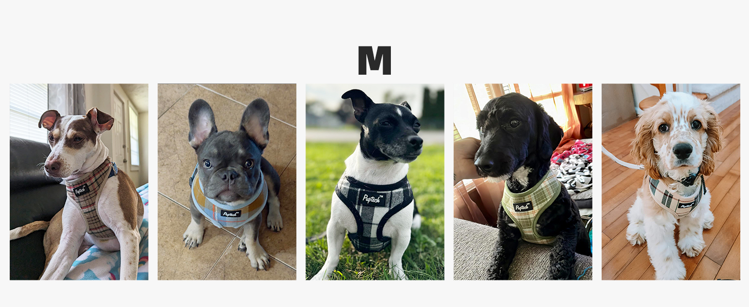 dog harness