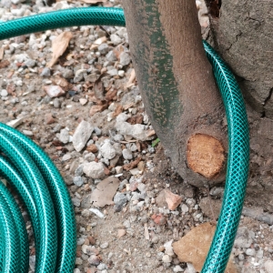 garden hose