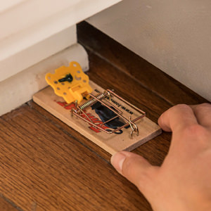 Economical Mouse Trap