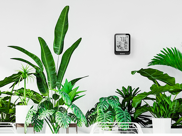 Plants
