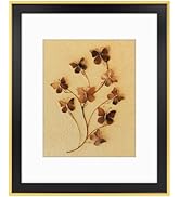 Golden State Art 16x20 Picture Frame Matted to 11x14 - Solid Wood Black & Gold Classic Poster Fra...
