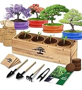 Bonsai Tree Kit, Bonsai Starter Kit with 4 Bonsai Tree Seeds, Tools & Planters, Bonsai Tree Live ...