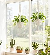 plant hanger