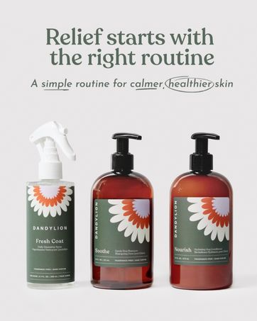 Dandylion a simple daily dog grooming routine