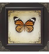 RISDORAY Handmade Real Butterfly Framed with 5 Pieces Gift Set - Gothic Home Decor and Vintage Fr...