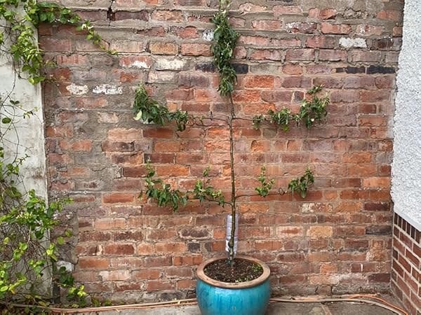garden wire for climbing plants