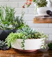 succulent planter, succulent container, succulent plant pot, modern plant pot, indoor plant pot