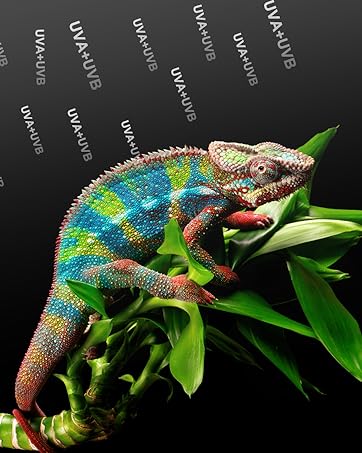 reptile bulb