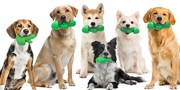 dog chew toys dog teeth cleaning toothbrush squeaky dog toys