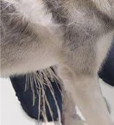 Dog Cats Scratching Brush for Shedding & Horse Grooming Kit Supplies Deshedding Metal Comb All Fur