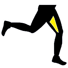 hamstring