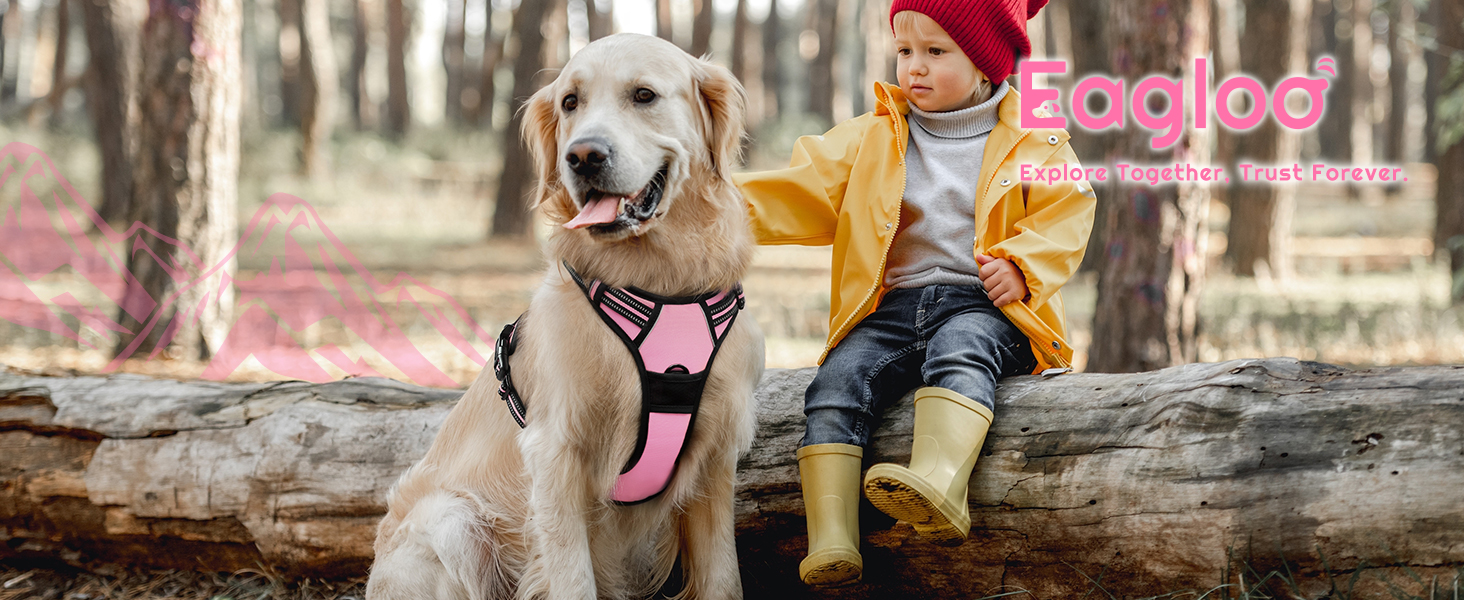 dog harness