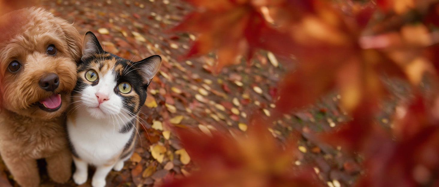 Series of cat portraits in warm lighting with bokeh effect in background.