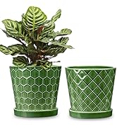 BUYMAX Plant Pots Indoor –6 inch Ceramic Flower Pot with Drainage Hole and Ceramic Tray - Gardeni...