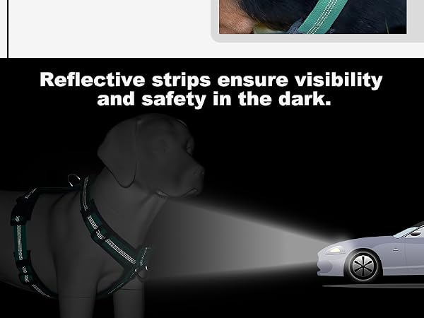dog harness for small dogs