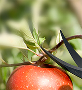 pruning shears