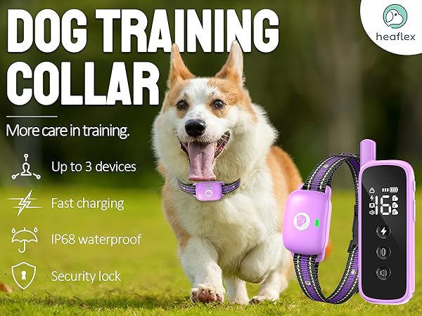 dog shock collar