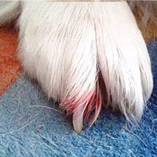 2026 New Ultra Quiet Pets Nail Grinder