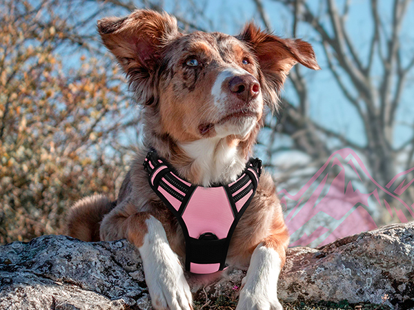 dog harness
