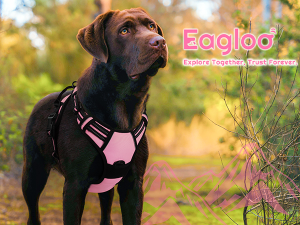 dog harness