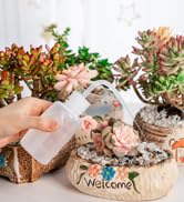 succulent watering
