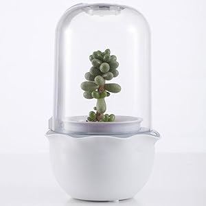 succulents pots