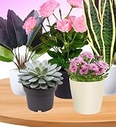 solar indoor plant lights for growth