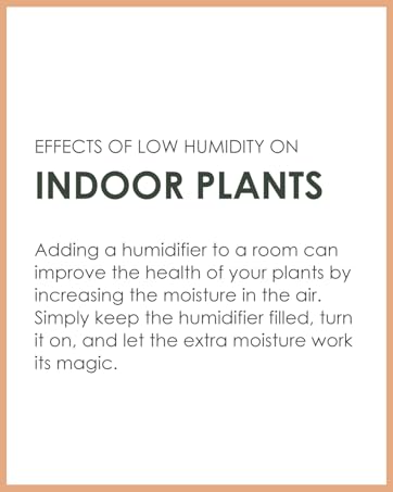 Airvana - Effects of low humidity on indoor plants.