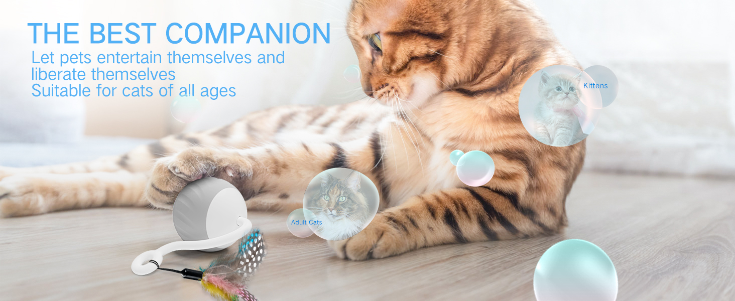 cat automatic toy