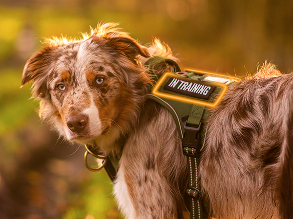 dog harness