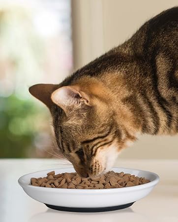 cat bowls