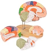 Ultrassist Human Brain Model for Neuroscience, Brain Model Labeled with Study Guide, for Science ...