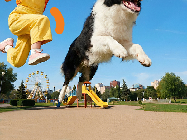 QDAN DOG BALLS