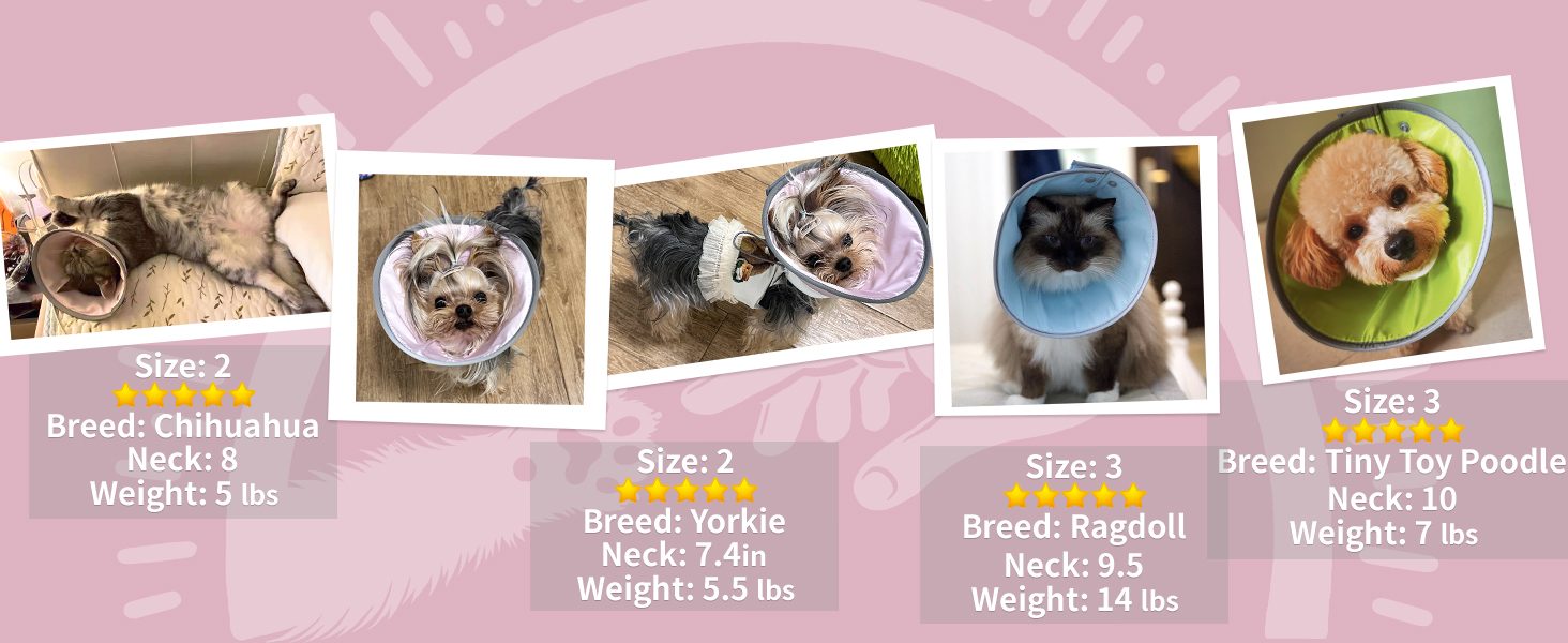 small dog cone