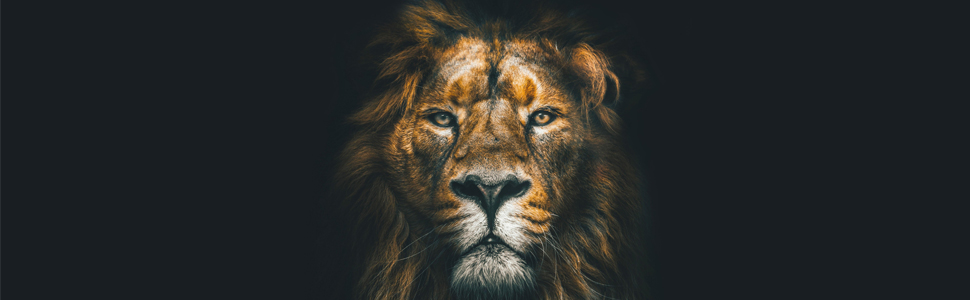 lion