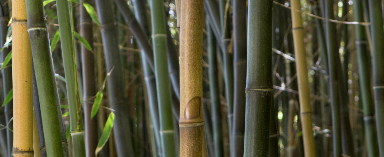 bamboo toothbrush