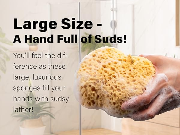 BPPC024-036 Foam Sea Sponge Square