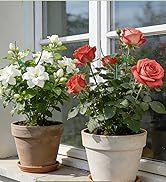 HOMEBROS Plant Support Stakes, 6 Pcs Stackable Plant Support Poles with 20 Clips, 1 Roll Tie for ...