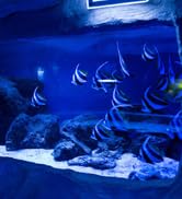 submersible led lights with remote