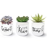 bonsai pots small succulent cactus white plant table top decor planters herb houseplant outdoor mini