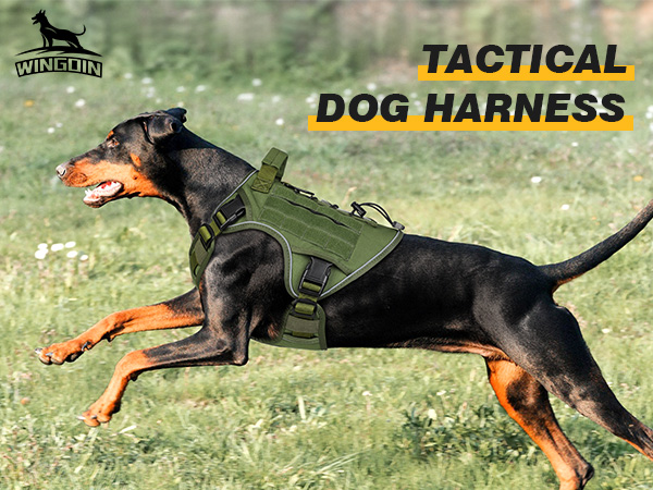dog harness