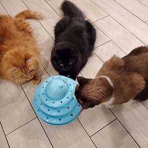 cat toy